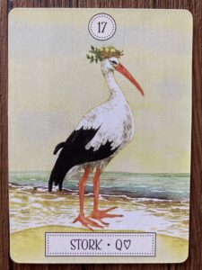 コウノトリ
